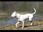 Picture of Dogo Argentino