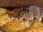 Picture of mouse on bread