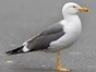 Picture of Lesser black-backed gull