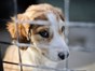 Efforts are being made to better regulate the dog breeding industry (Image: Ben Birchall/PA Wire)