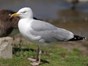 Picture of a Herring gull
