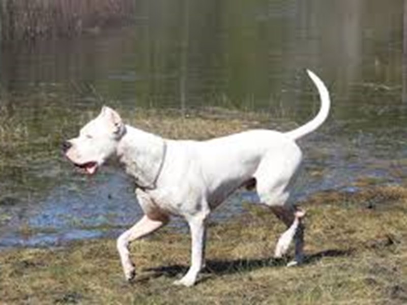 Picture of Dogo Argentino