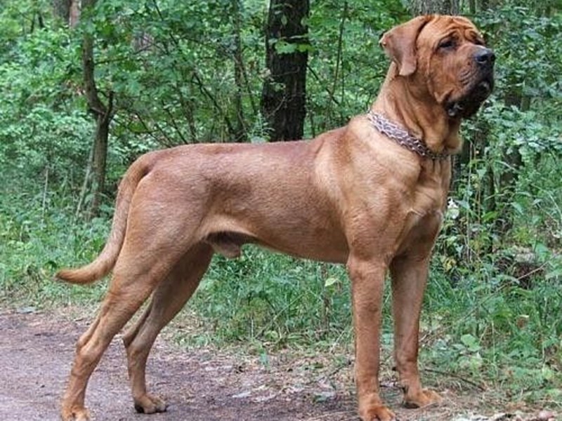 Picture of Japanese Tosa